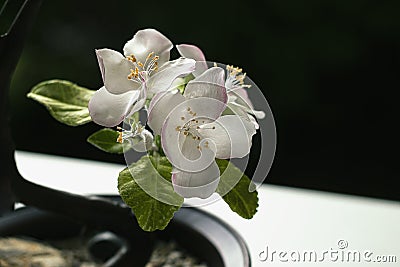 part of a blooming bonsai apple tree close-up Stock Photo