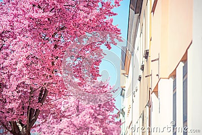 Part of Blooming Pink Prunus tree against building in perspective Stock Photo