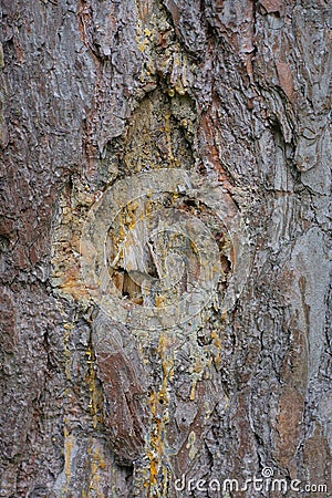 part of a brown pine tree with a cut and drops of resin Stock Photo