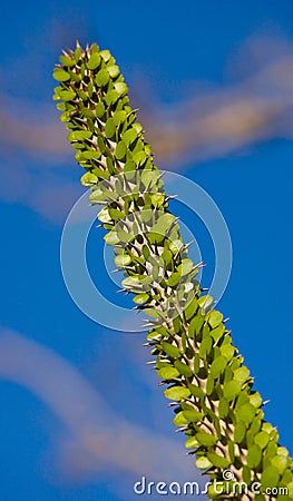 Part of cactus against the blue sky. Flora. Madagascar Stock Photo