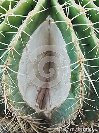 Part of cactus, Abstract female vagina. gynecology and medicine for women. female genitals. woman sex concept. Vagina and clitoris Stock Photo