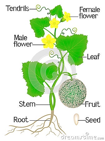 Part of cantaloupe melon plant on a white background. Vector Illustration