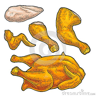 Part cutting of roasted chicken - whole, leg, wing and breast halves. Vintage color engraving Vector Illustration