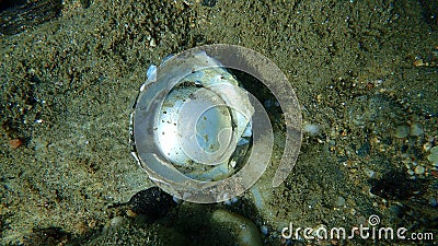Part of a discarded aluminum can on the seabed, Aegean Sea. Sea pollution. Stock Photo