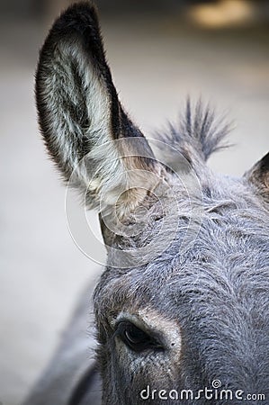 Part of a Donkey Head Stock Photo