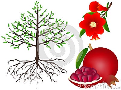 Part of garnet plant on white background. Vector Illustration