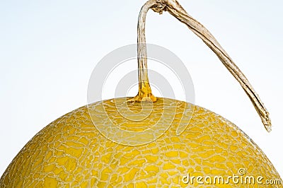 Part of golden cantalope on white background in narrow focus and bury some part of surface of it Stock Photo