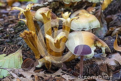 Part of this group Gewone zwavelkop fungi Hypholoma fasciculare in the park De Horsten in Wassenaar appears to be beheaded Stock Photo