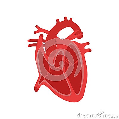Part of the human heart. Anatomy. Diastole and systole.Filling and pumping of Human Heart structure anatomy anatomical diagram Vector Illustration