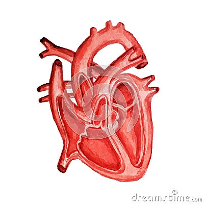 Part of the human heart. Anatomy. Diastole and systole. Watercolor Vector Illustration