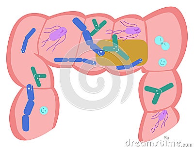 Part of the intestine with normal microflora. Vector Illustration