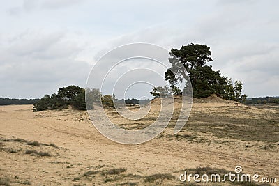 Part of the Kootwijker Zand Stock Photo