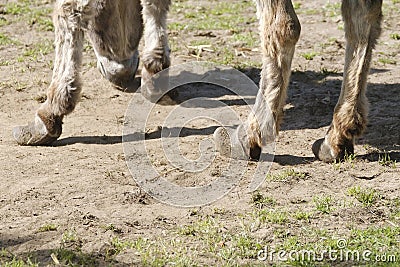 Part of a long-haired donkey grazing in a green meadow at a farm, very bad hooves Stock Photo