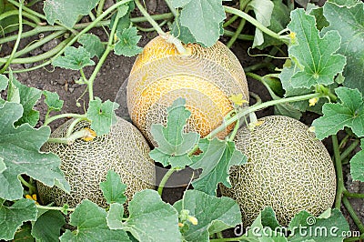 Three melons and plant Stock Photo