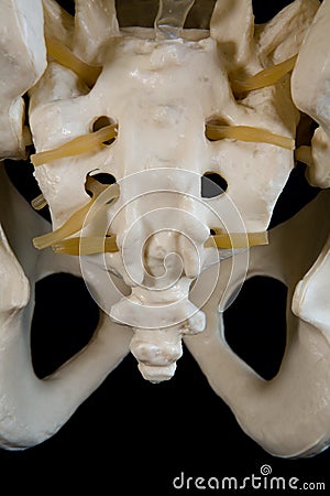 The tailbone of a human spine. Stock Photo