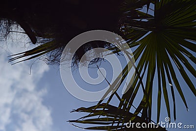 Palm Tree Summer blue Sky Vacation Scenery Stock Photo
