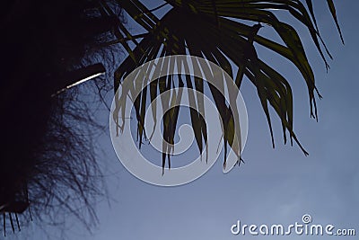 Palm Tree Summer blue Sky Vacation Scenery Stock Photo