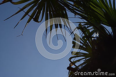 Palm Tree Summer blue Sky Vacation Scenery Stock Photo