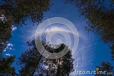 A part of a rainbow in the blue sky above pine trees Stock Photo