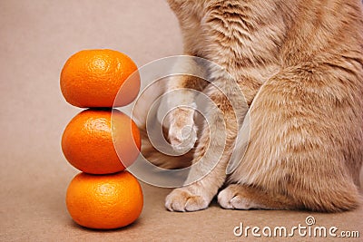 Part of a red cat near a pyramid of three orange tangerines Stock Photo