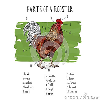 Part of Rooster. Hand drawn rooster isolated. Vector Illustration