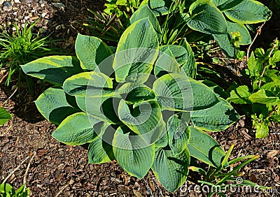 Part shade to full shade. Best in light shade with some morning sun. Tolerant of a wide range of soil conditions. Performs best in Stock Photo