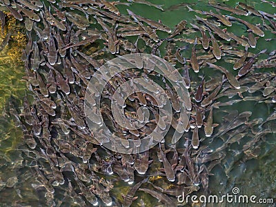 Thick-lipped Grey Mullet - Chelon labrosus, Porto, Portugal. Stock Photo