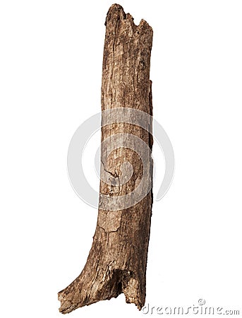 Part of tree trunk Stock Photo