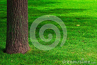 Part of the trunk of a tree and lawn Stock Photo