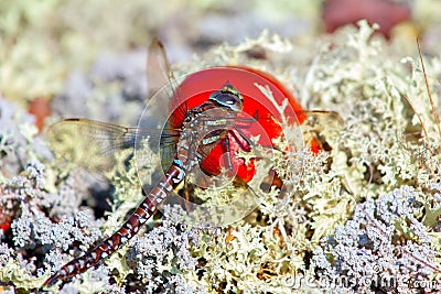 Part of tundra: dragonfly sat down on bright fungus among white lichens Stock Photo