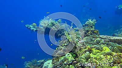 Part of the wreckage of a war battleship from World War II overgrown with sea corals. Liberty wreck off the coast of Bali island, Stock Photo