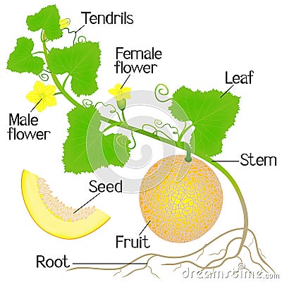 Part of a yellow melon plant on a white background. Vector Illustration