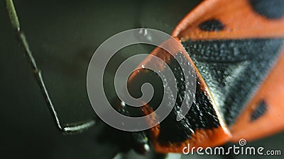 Parte di sotto comune di lectularius del Cimex dell'insetto di letto - piatto permanente dello scorrevole nell'ambito di alto ing video d archivio Parte di sotto comune di lectularius del Cimex dell'insetto di letto - piatto permanente dello scorrevole nell'ambito di alto ing video d archivio