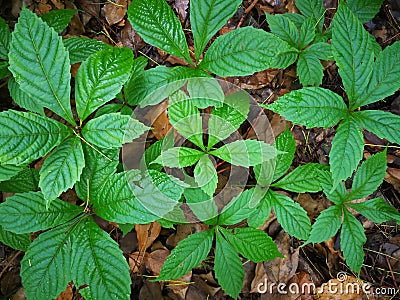 Parthenocissus laetevirens Stock Photo