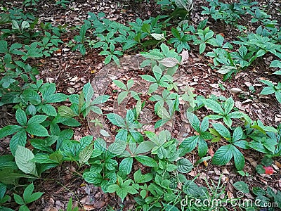 Parthenocissus laetevirens Stock Photo