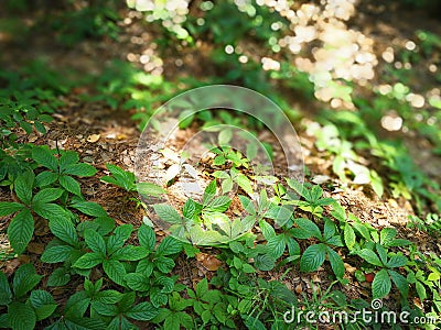 Parthenocissus laetevirens Stock Photo