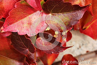 Parthenocissus tricuspidata in autumn, Boston ivy, grape ivy Stock Photo