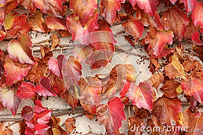 Parthenocissus tricuspidata in autumn, Boston ivy, grape ivy Stock Photo