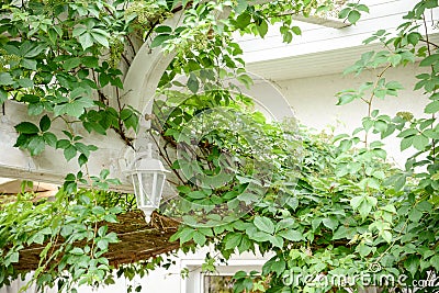 Parthenocissus tricuspidata grape family Vitaceae Boston ivy, grape ivy, Woodbine Stock Photo