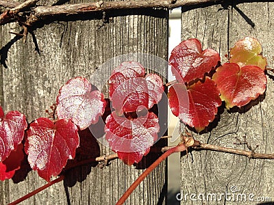 Parthenocissus Tricuspidata Plant on a Wooden Fence in the Sun in the Fall. Stock Photo