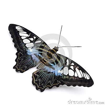 Parthenos sylvia butterfly Stock Photo