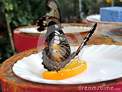 Parthenos Sylvia butterfly feeding nectar from orange inside the Dubai Butterfly Garden Stock Photo