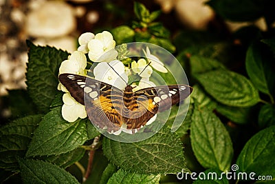 Parthenos sylvia or Clipper - butterfly of Asia in Romania Stock Photo