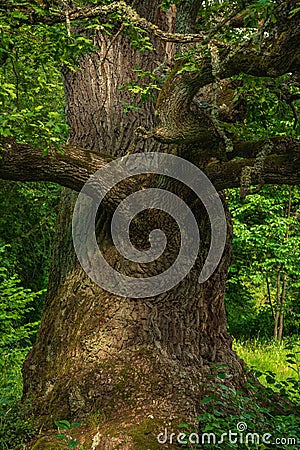 Partial close up of an old knotty oak tree Stock Photo