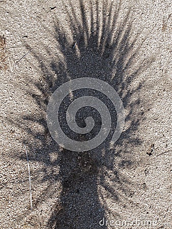 Partial Eclipse Crescents in Yucca Plant Shadow at Joshua Tree National Park, California Stock Photo