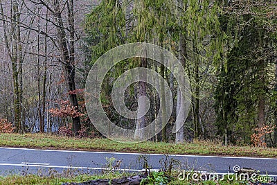Partial image of a rural road between the forest Stock Photo