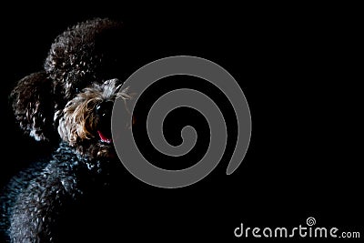 Partial portrait of adorable black Toy Poodle dog Stock Photo