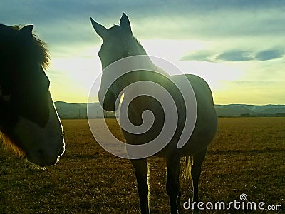 Partial Sillouette Stock Photo