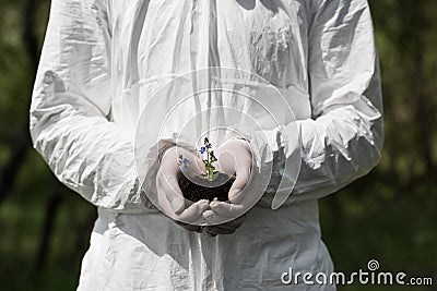 View of ecologist in latex gloves holding handful of soil with dayflowers Stock Photo