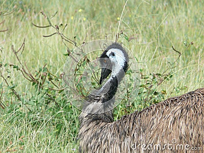 Partial view emu in the australien steppe Stock Photo